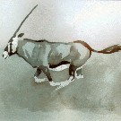 Thumb Fl�chtender Oryx im Staub
